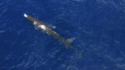 "They suck in the air." - Secrets of the Whales