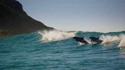 They surf. - Blue Planet II