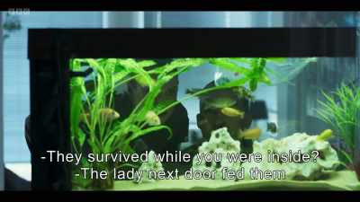 -They survived while you were inside?
-The lady next door fed them - Beck 50 - Deadlock