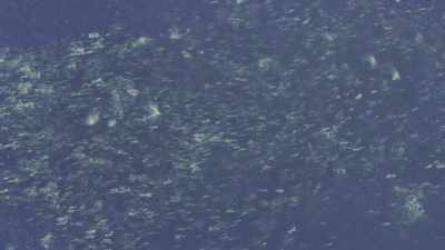 They sweep this marine desert for food - Oceans: Our Blue Planet