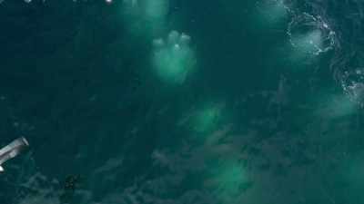 They sweep up nutrients from the depths - Seven Worlds, One Planet
