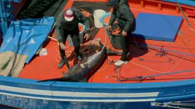 They swiftly dispatch the giant fish - Europe From Above