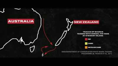 They swim all the
way down the coast, - Envoy: Shark Cull