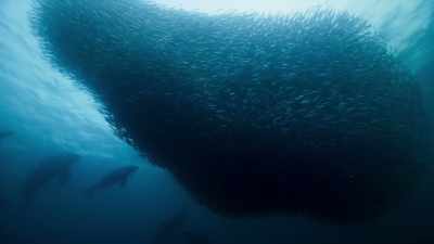 They swim below them, - Blue Planet II