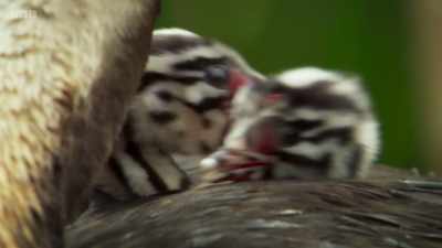 They even take feathers
from their own backs - Wild Isles