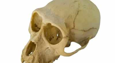 They talk about
the town was abuzz - Alien Worlds: Giants and Hybrids