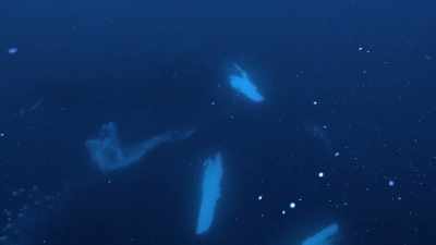 "They talk to each other to coordinate." - Secrets of the Whales