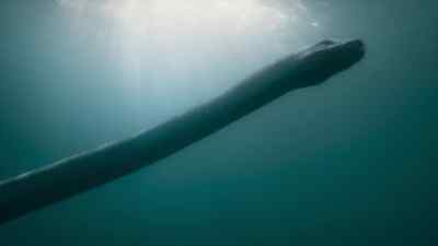 They then do something rather remarkable. - Prehistoric Planet