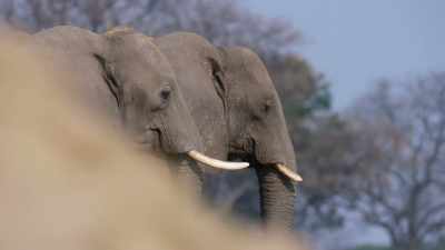 They then left the area completely, - In the Footsteps of Elephant