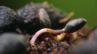 They then release their seeds - Yellowstone: One-Fifty