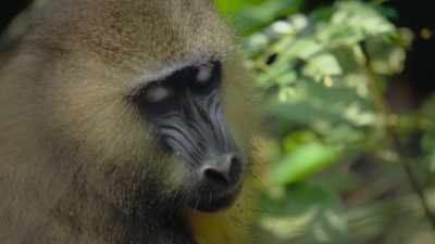 They, when they're young, have
very plain faces with naked muzzles. - Attenborough's Life in Colour
