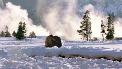 They thought, if
you've got a buffalo, - The American Buffalo