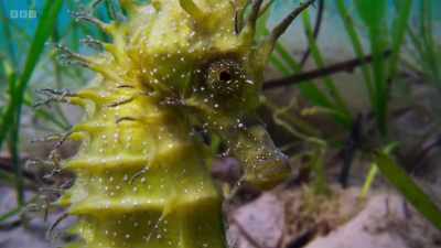 They thrive in the warmth
brought by the gulf stream. - Wild Isles