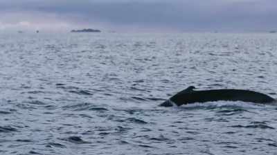 They too are being tagged and monitored - Blue Planet II