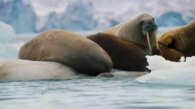They, too, need a patch of ice
where they can protect their young. - Blue Planet II