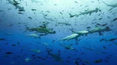 They, too, it seems,
have come here to breed. - Blue Planet II