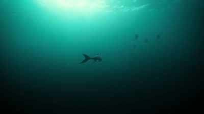 They, too, would've helped
stabilize them as they swam. - Attenborough and the Sea Dragon