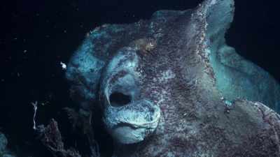 They tunnel into the bones
by injecting acid - Blue Planet II