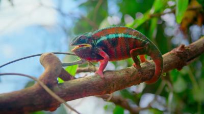They turn bright colors. - Tiny World
