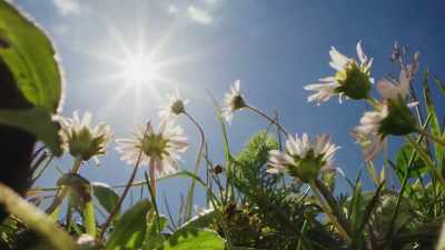 They turn to keep facing the sun, - The Green Planet