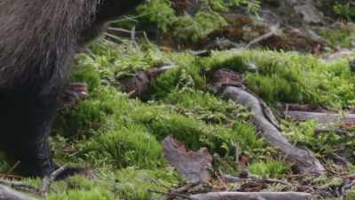 They use a large scent gland
by their tail for the same thing. - Wild Nordic