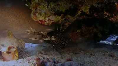 They use a powerful
muscle to vacuum in prey. - Shark Attack Files