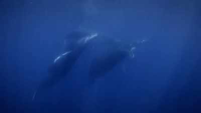 "They use breaches
to talk to each other." - Secrets of the Whales