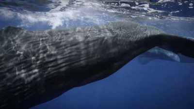 They use clicks to find food
and navigate in this darkness, - Secrets of the Whales