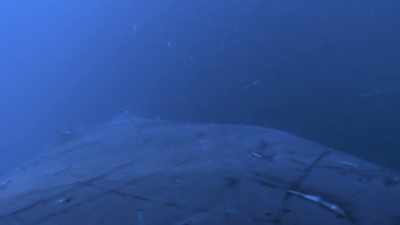 "They use sound to scare
herring into a group." - Secrets of the Whales