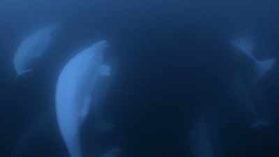 "They use special calls to keep tabs
on everyone in the murk..." - Secrets of the Whales