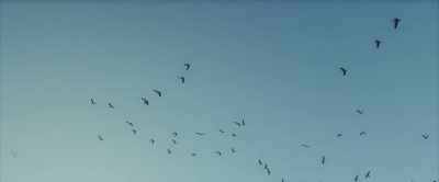 They use the earth's magnetic
fields for their migratory patterns. - The Unheard