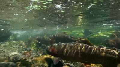 They use their excellent
vision to spot fish - Yellowstone: One-Fifty