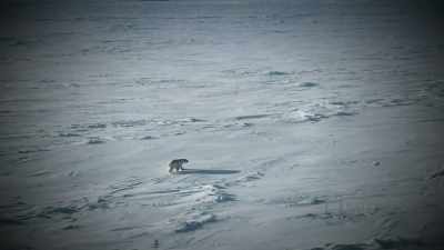 They used to migrate
this far south, all of them. - Life Below Zero: First Alaskans