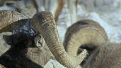 They used the sheep
not only for food, - Yellowstone: One-Fifty
