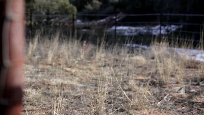 They usually know when something
abnormal is around before we do. - Beyond Skinwalker Ranch