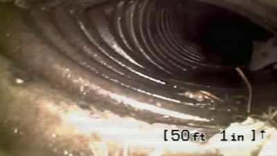 THEY USUALLY RANGE
FROM SNAKES, LIZARDS, RATS - Strange Evidence