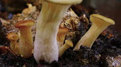 They were very large, - Fantastic Fungi