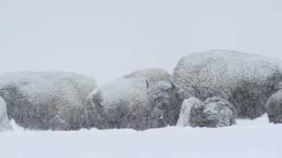 They wage an ancient battle
with the storm. - Epic Yellowstone