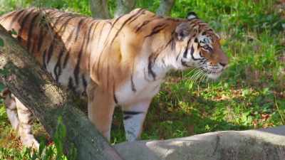 They want me to jump?
Is this moat for me?" - Secrets of the Zoo