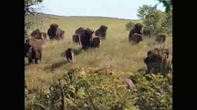 They wanted to be buffalo.
They wanted to be wild again." - The American Buffalo