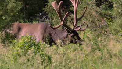They wanted to protect
these species - The American Buffalo