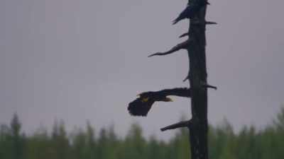 They watch as ravens do
all the hard work of picking, - Wild Nordic