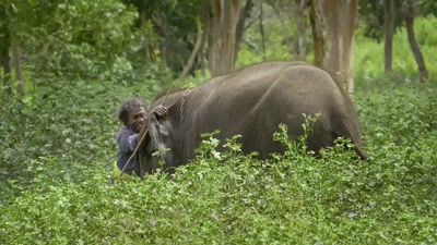 They wear a bell - The Elephant Whisperers