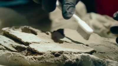 They went back and looked through
historic museum collections - Prehistoric Planet
