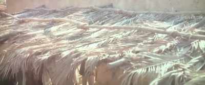 They will claim the caliphate, - The Lady of Heaven