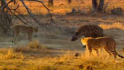 They will happily steal a cheetah's meal - The Year Earth Changed