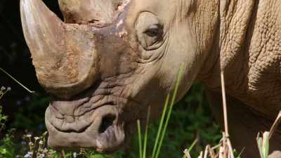 They will kinda be a little bit pushy, - Magic of Disney's Animal Kingdom