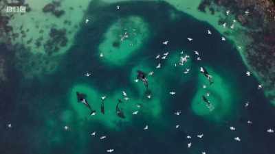 They work as a team,
coordinating their approach - Planet Earth: A Celebration