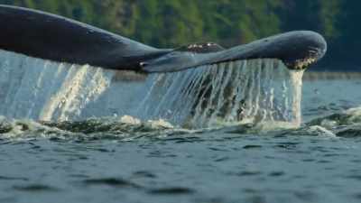 They work as a team. - Our Planet