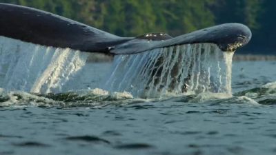 They work as a team. - Our Planet